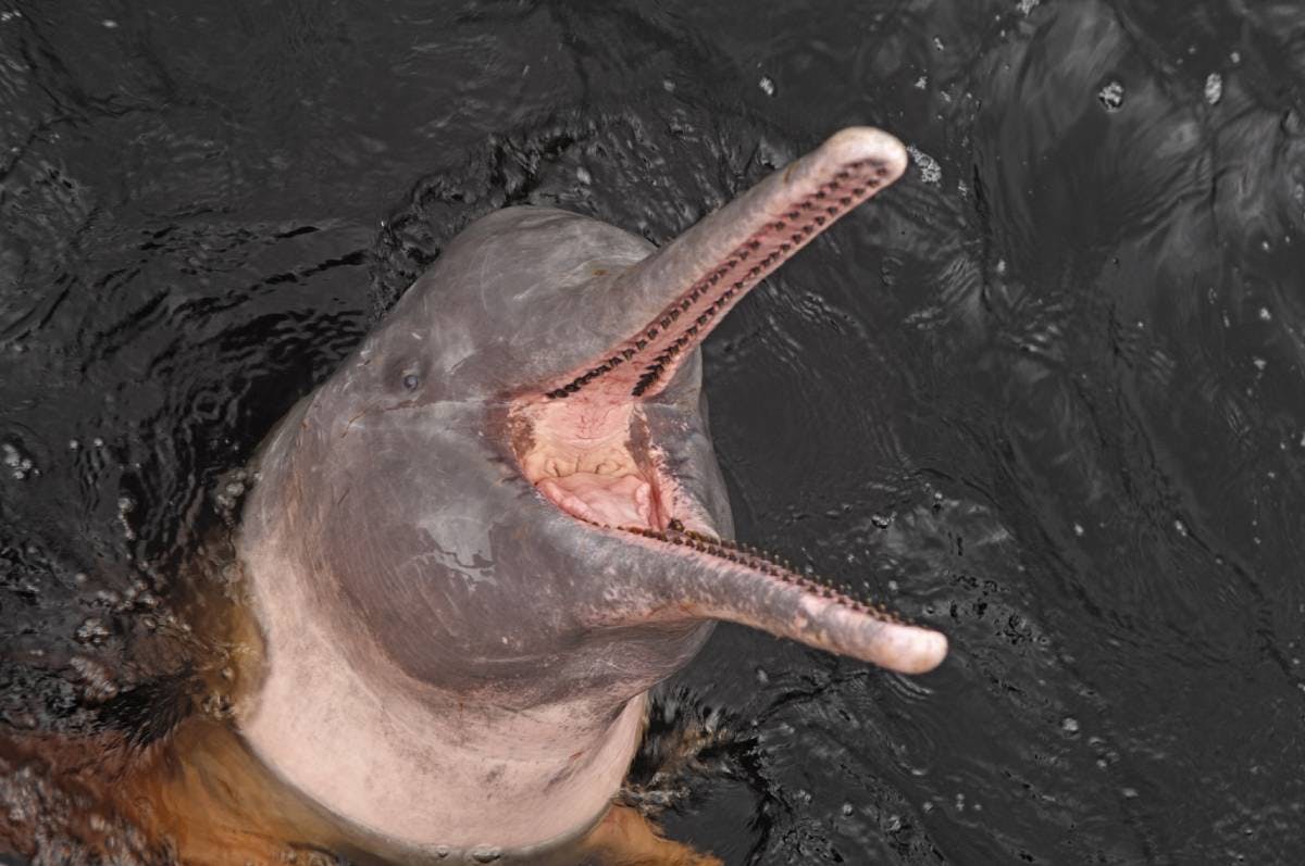 Amazon river dolphins the amazingly pink "guardians of the river